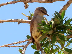 Eremomela icteropygialis