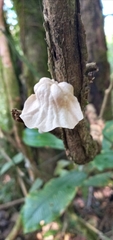 Tremella fuciformis