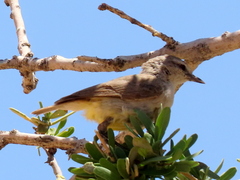 Eremomela icteropygialis