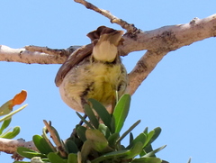 Eremomela icteropygialis