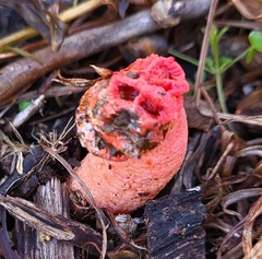 Lysurus periphragmoides