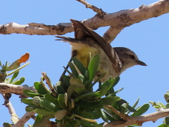 Eremomela icteropygialis