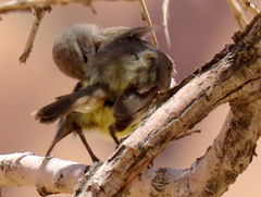 Eremomela icteropygialis