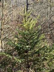 Picea mariana