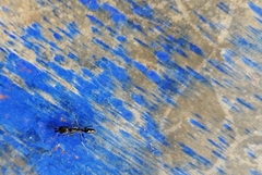 Odontomachus haematodus