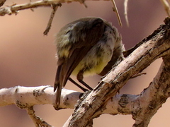 Eremomela icteropygialis