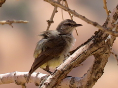 Eremomela icteropygialis