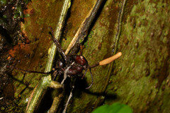 Ophiocordyceps kniphofioides