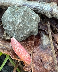 Gyponana