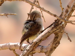 Eremomela icteropygialis