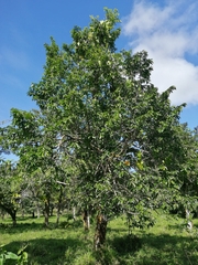 Annona muricata