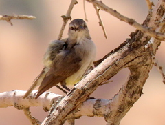 Eremomela icteropygialis