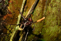 Ophiocordyceps kniphofioides