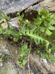 Polypodium