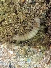 Polydesmus angustus