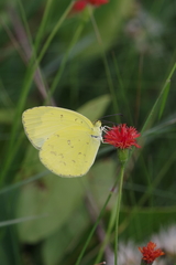 Eurema hecabe