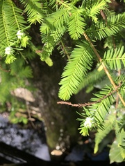 Taxodiomyia cupressiananassa