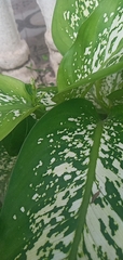 Dieffenbachia seguine