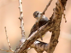 Eremomela icteropygialis