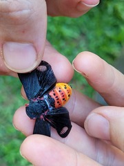 Acraephia perspicillata