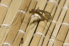 Trichocera annulata