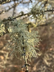 Evernia mesomorpha