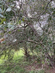 Quercus hemisphaerica