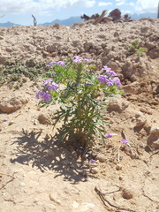 Glandularia latilobata