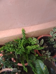 Myriopteris myriophylla