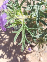 Glandularia latilobata