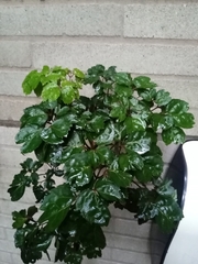 Polyscias guilfoylei