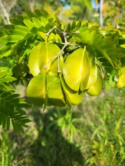 Gonopterodendron arboreum