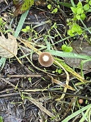 Mycena leptocephala