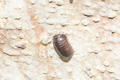 Circoniscus ornatus