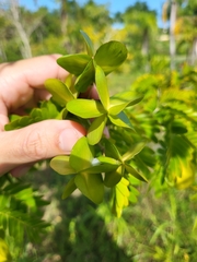 Gonopterodendron arboreum
