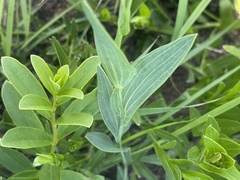 Afroaster serrulatus