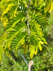 Gonopterodendron arboreum