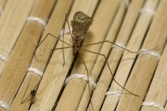 Trichocera annulata