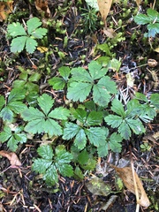 Rubus pedatus
