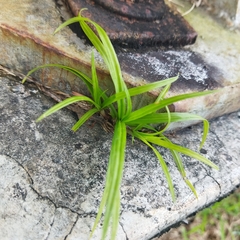Cyperus mindorensis