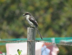 Lanius collaris collaris