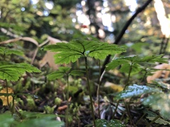 Rubus pedatus