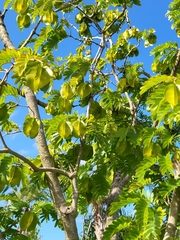 Gonopterodendron arboreum