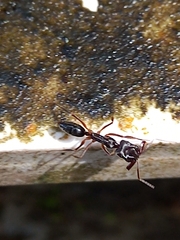 Odontomachus haematodus