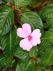 Impatiens flaccida