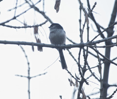 Aegithalos caudatus