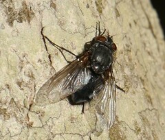Calliphora vicina