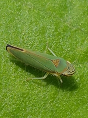 Cicadellinae