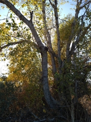Populus fremontii