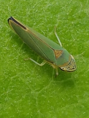 Cicadellinae